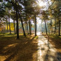 Waldweg © Senator Dzwirzyno