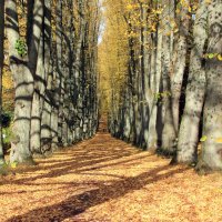 Wald im Herbst © Pixabay