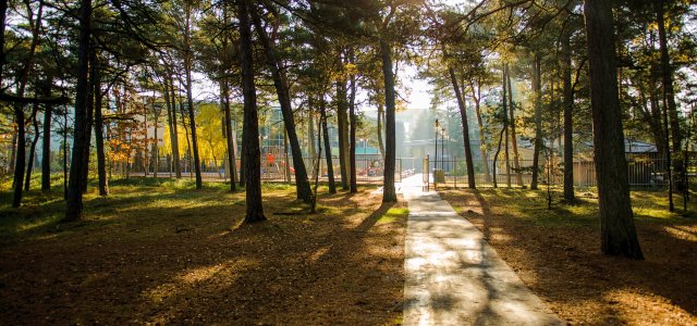 Waldweg © Senator Dzwirzyno